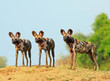 Scenic view of wild dogs (Lycaon Pictus) - Painted Dogs  looking alert after a recent Kill, with a bright blue clear sky background. South Luangwa National Park, Zambia