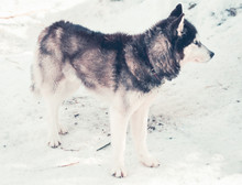 Blue Eyed Siberian Husky Winter Portrait
