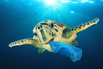 Wall Mural - Plastic pollution problem - Sea Turtle eating plastic bag polluting ocean
