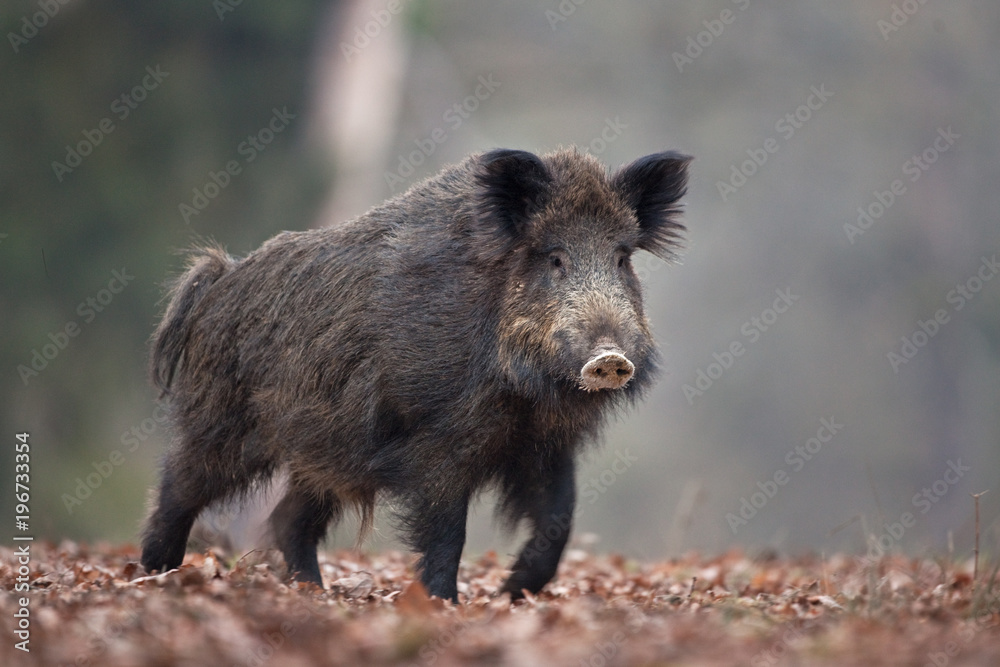 wild boar, sus scrofa, Czech republic - obrazy, fototapety, plakaty 