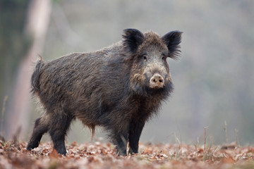 wild boar, sus scrofa, czech republic