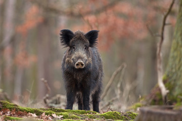 Wall Mural - wild boar, sus scrofa, czech republic