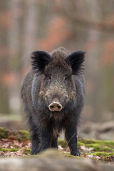 Wall Mural - wild boar, sus scrofa, czech republic