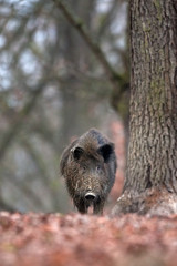 Wall Mural - wild boar, sus scrofa, czech republic