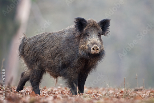 Fotomural wild boar, sus scrofa, Czech republic