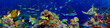 colorful wide underwater coral reef panorama banner background with many fishes turtle and marine life / Unterwasser Korallenriff breit Hintergrund