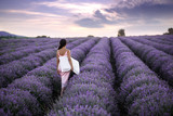 Fototapeta Lawenda - Walking women in the field of lavender.Romantic women in lavender fields. Girl admires the sunset in lavender fields.
