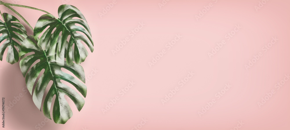 Tropical Monstera leaves at pastel pink background, summer background with copy space for design, template or banner - obrazy, fototapety, plakaty 