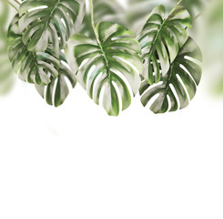 Wall Mural - Tropical leaves background . Hanging Monstera branches hanging , isolated on white background