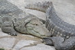 Crocodiles on a stone