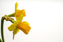 Two Bright Yellow Daffodil Flowers On A White Background
