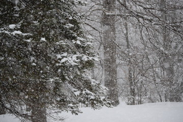 Wall Mural - Maine Snowy Forest