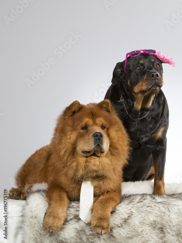 rottweiler sunglasses