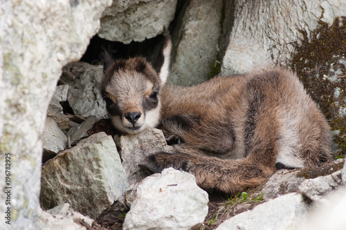 Bebe Chamois Stock Photo Adobe Stock