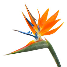 Isolated Exotic Tropical Flower Of Strelitzia Reginae Or Bird Of Paradise