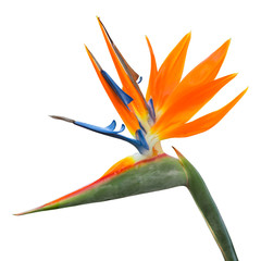 Isolated exotic tropical flower of Strelitzia reginae or bird of paradise