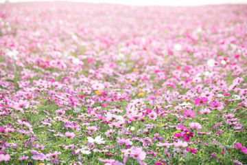 Cosmos flowers background in vintage style