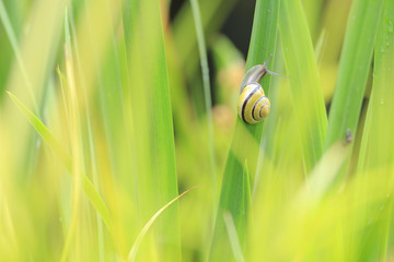 Close up of grove snail, brown-lipped snail (Cepaea nemoralis) breeding, mating, feeding and climbing green reeds.