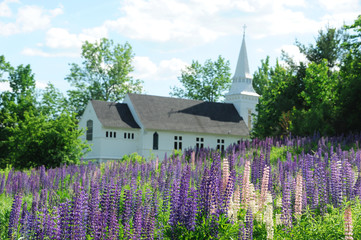 Canvas Print - lupine flowers blooming in spring in wild area beside village church