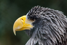 A Portrait Of A Steller's Sea Eagle
