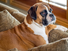 Close-up Of A Young Female Boxer Dog Indoors