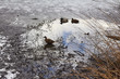 ducks swimming in the half-frosen pond