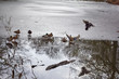 ducks landing on the surface of half-frosen pond