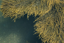 Overhead View Of Seaweed Growing In Water