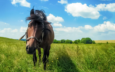 Portrait funny horse, looking and camera in beautiful bright summer colorful landscape background