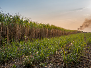 Wall Mural - Sugar cane field with sunset sky nature landscape background.