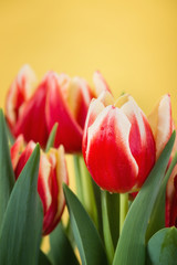 Closeup of two color tulips, in red and yellow, blooming in spring. Yellow background with copy space. 