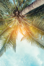 Coconut Tree And Sky In Background .