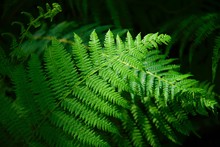 Green Fern In The Forest.
