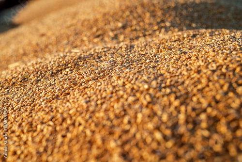 Fotomural Close up focus view of wheat seeds in a tractor-trailer during harvesting