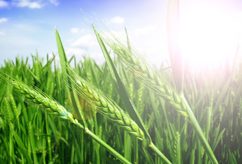 Sticker - green wheat field