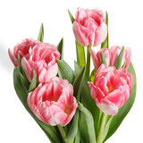 Fototapeta Tulipany - Spring bouquet of pink tulips isolated on white background.