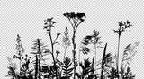 Wild herbs and flowers silhouettes isolated on transparent background.