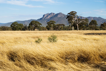 dry yellow grassland landscape in the bush with grampians mountains in the background, victoria, aus