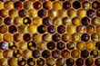 Bee bread. Honeycomb with pollen. Beekeeping products. Apitherapy.