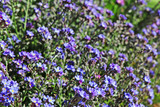 Fototapeta Lawenda - Beautiful violet spring flowers blooming in the garden.