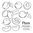 plum fruits  vector set