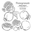 pomegranate fruits vector set