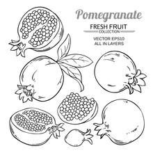 Pomegranate Fruits Vector Set