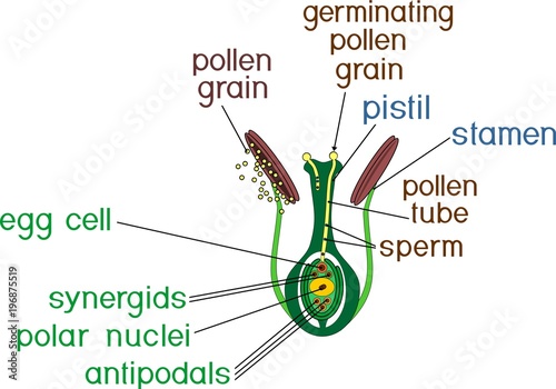 Fotomural Structure of pistil and stamens in the section at the time of double fertilizati