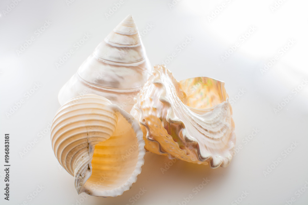 Beautiful tropical sea shells white pearly Trochus Tectus niloticus and ...