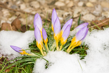 Sticker - Purple crocus flowers in the snow