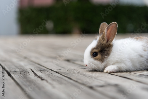 Little Rabbit On Wooden Background White Haired Rabbit With Brown