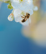 Honey bee on cherry tree blossom flower. Macro close-up shot.