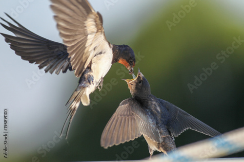 Fotografía Swallows - motherhood, love, care, delicacy and precision