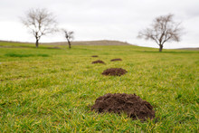 New Molehills On Lawn Made By Moles Population And Several Trees On Background